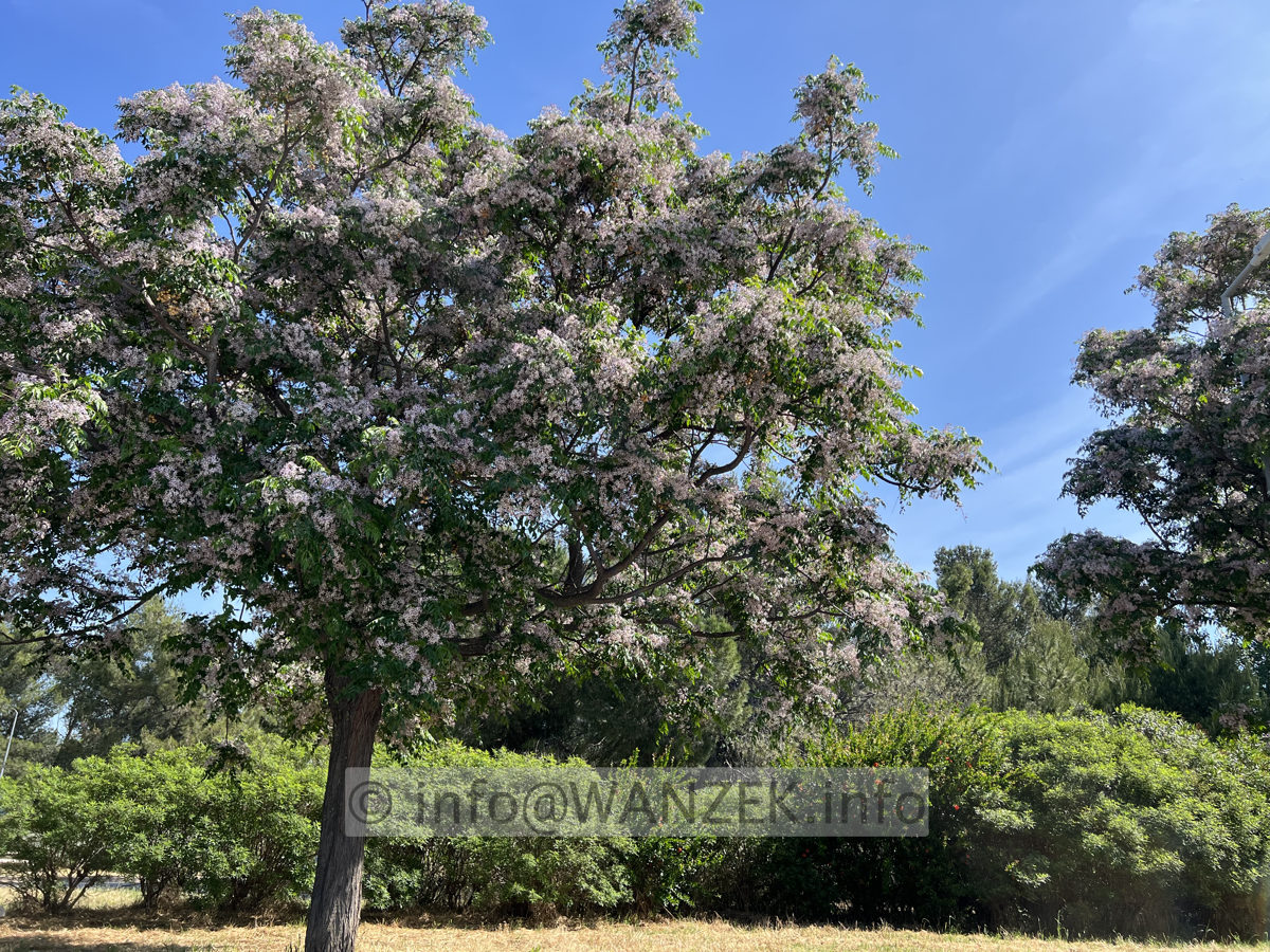 Melia azedarach 02.jpg